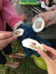 Hog Island Oysters!